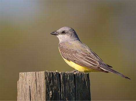 Western kingbird perched on fence with grey and yellow plumage