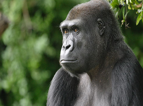Western lowland gorilla in African rainforest, brown-grey coat and auburn chest.