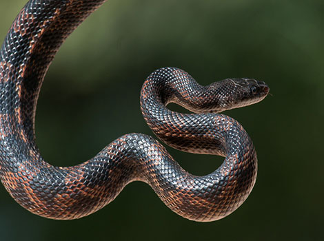 Western Rat Snake on tree branch with black glossy scales