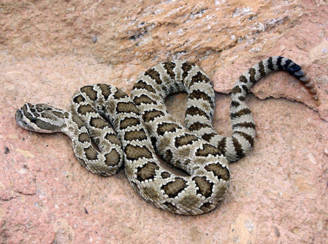 Western Rattlesnake blending into rocky desert habitat