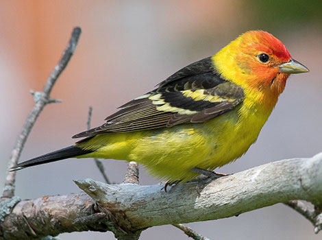 Western tanager in forest canopy with vibrant red and yellow colors