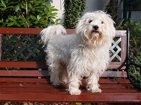 Westiepoo friendly playful dog and affectionate behavior