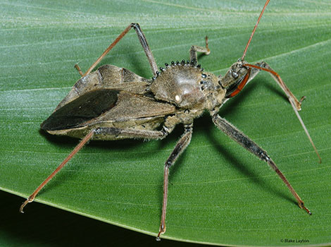 Wheel Bug with spiny pronotum and greyish-brown body on branch