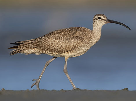 Whimbrel foraging in coastal mudflats with curved bill