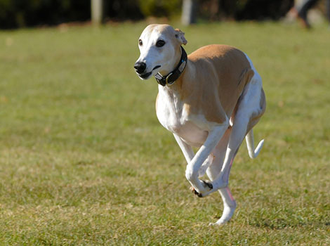Whippet fast dog and speed running illustration