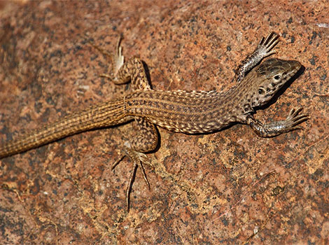 Whiptail Lizard with striped body basking on rock