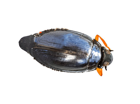 Whirligig Beetle skimming water surface with black shiny body