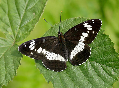 White Admiral butterfly with black and white wings on leaf
