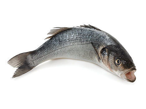 White Bass with silver-white scales and dark horizontal stripes
