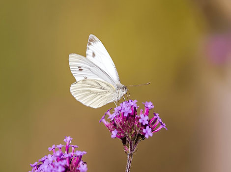 White Butterfly on flower with delicate white wings