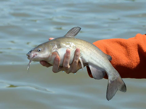 White Catfish with dark grey body and forked tail in river