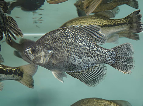 White Crappie with silvery scales and dark vertical bars