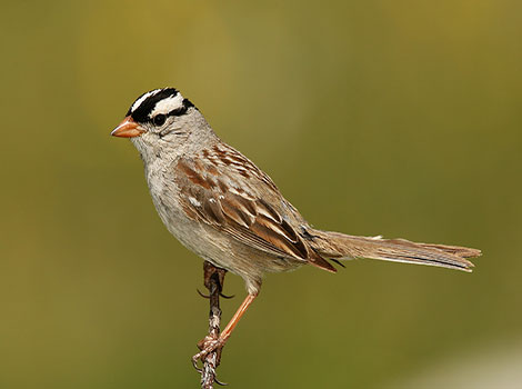White-Crowned Sparrow with black-and-white striped head