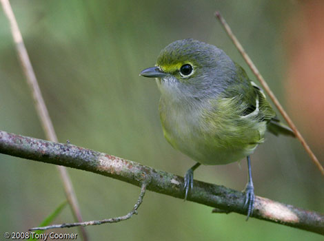 White-eyed vireo perched in thick shrubs with yellow eye rings