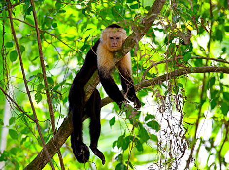 White-Faced Capuchin social behavior and rainforest habitat