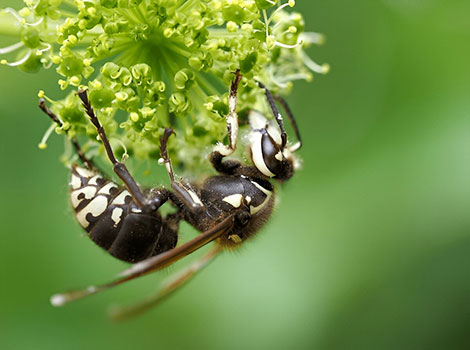 White-Faced Hornet standing near nest with black and white body