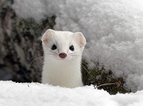 White Ferret playful explorer and curious behavior