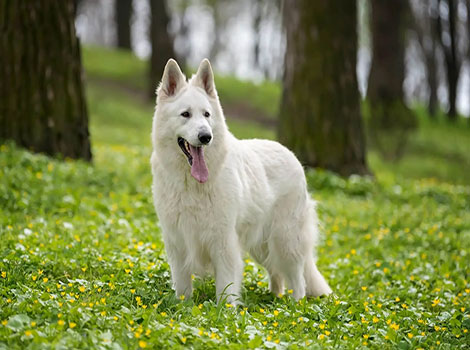 White German Shepherd guard dog and protective behavior