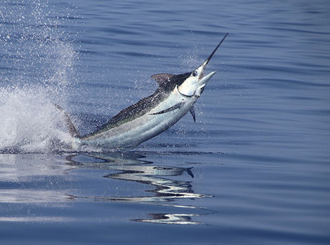 White Marlin jumping from ocean with sleek body
