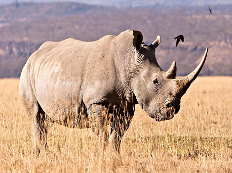 White rhinoceros in grassland and savannah habitat, massive body and two horns.