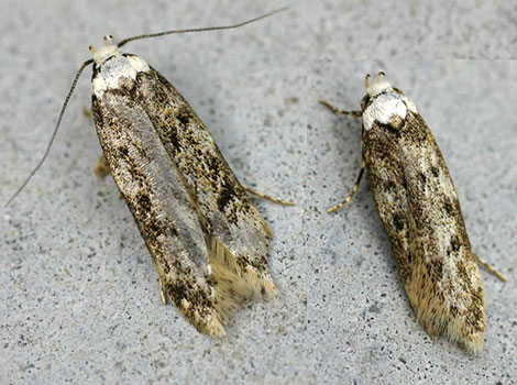 White-shouldered House Moth with white head and dark forewings