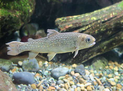 White-Spotted Char with dark body and white spots in stream