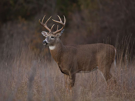 White-tail Deer anatomy and forest habitat
