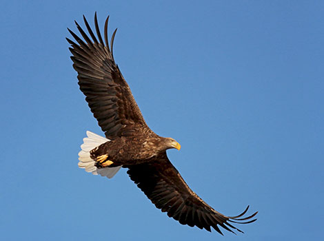 White-Tailed Eagle in flight over coastal landscape