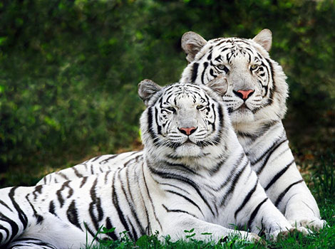 White tiger in Indian forest with distinct white fur and black stripes.