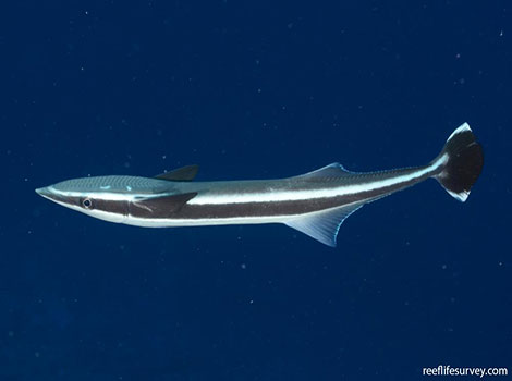Whitefin Sharksucker clinging to host fish with suction disc