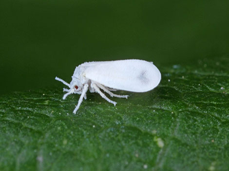 Whiteflies on leaf undersurface with white wings