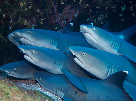 Whitetip Reef Shark lying on reef with white fin tips