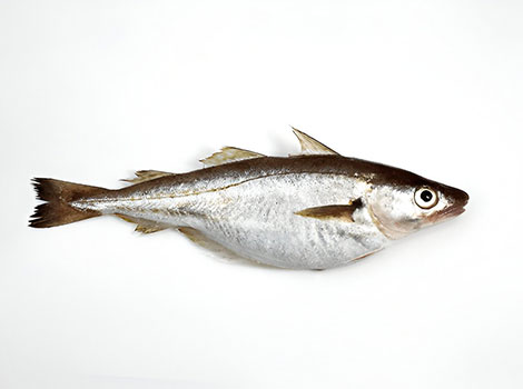 Whiting fish with elongated body and iridescent scales in ocean