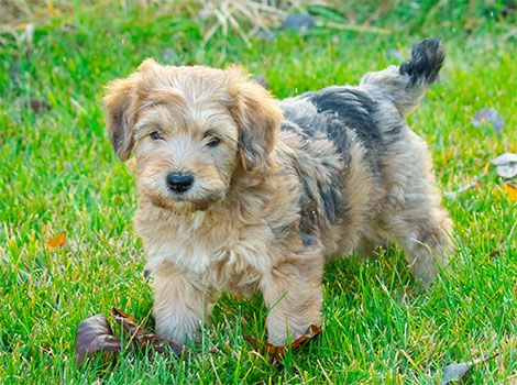 Whoodle breed with soft curly coat and playful personality