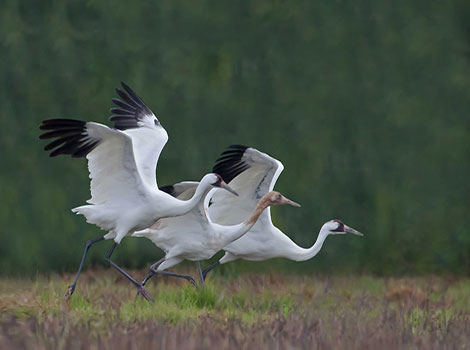 Whooping Crane in wetland with white plumage and red crown