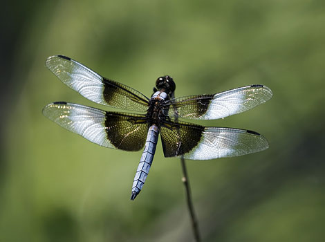 Widow Skimmer dragonfly flying above water with patterned wings