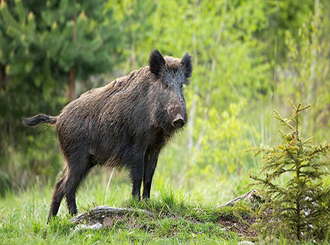 Wild Boar anatomy and forest habitat