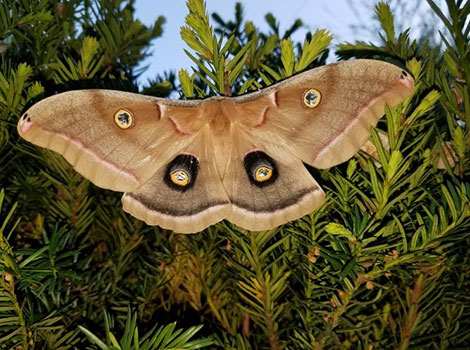Wild Silk Moth with large brown wings on tree trunk