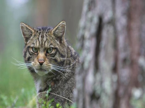Wildcat and nocturnal hunting