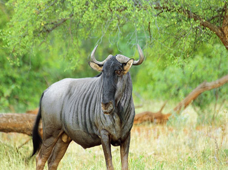 Wildebeest grazing behavior and social structure
