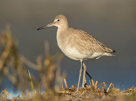 Willet standing in shallow water near the shore