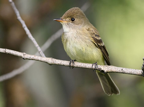 Willow Flycatcher perched on a branch in woodland