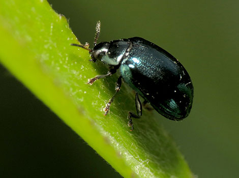 Willow Leaf Beetle on willow leaf with metallic green shell