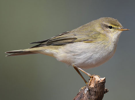 Willow Warbler perched on a tree branch in woodland