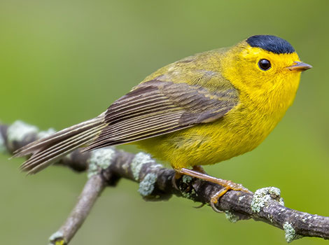 Wilson’s Warbler perched among green foliage
