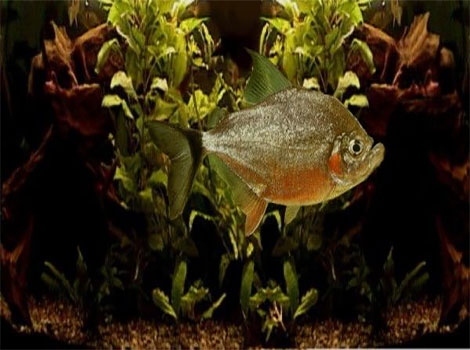 Wimple Piranha in river with sharp teeth
