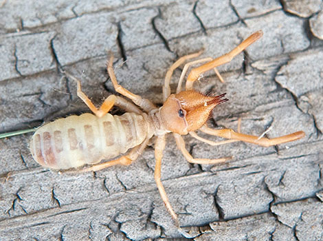 Wind Scorpion on sand with long legs and strong mandibles