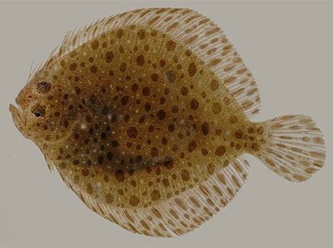 Windowpane Flounder blending with ocean floor