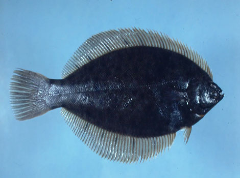 Winter Flounder on ocean floor with mottled skin