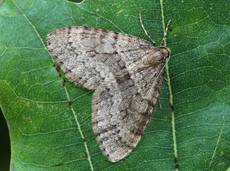 Winter Moth on tree trunk with camouflaged brown wings